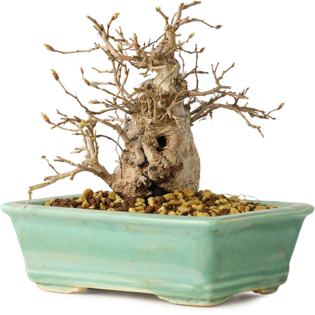 Carpinus coreana, 14 cm, ± 20 ans