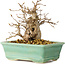 Carpinus coreana, 14 cm, ± 20 jaar oud