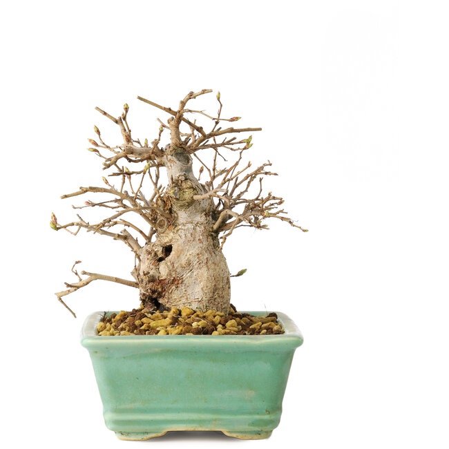 Carpinus coreana, 14 cm, ± 20 years old