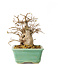 Carpinus coreana, 14 cm, ± 20 Jahre alt