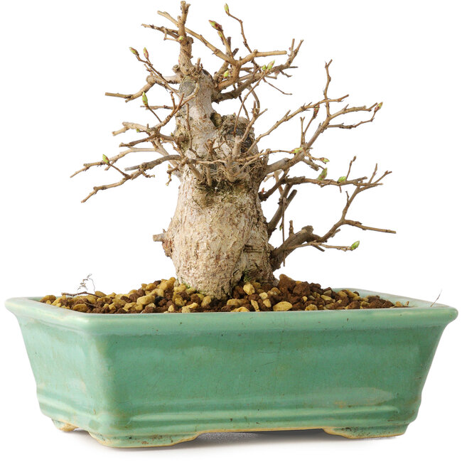 Carpinus coreana, 14 cm, ± 20 Jahre alt