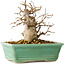 Carpinus coreana, 14 cm, ± 20 Jahre alt