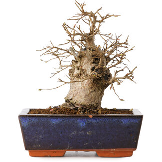 Carpinus coreana, 16 cm, ± 20 jaar oud
