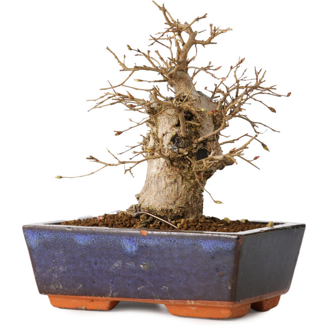Carpinus coreana, 16 cm, ± 20 Jahre alt