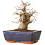 Carpinus coreana, 16 cm, ± 20 jaar oud