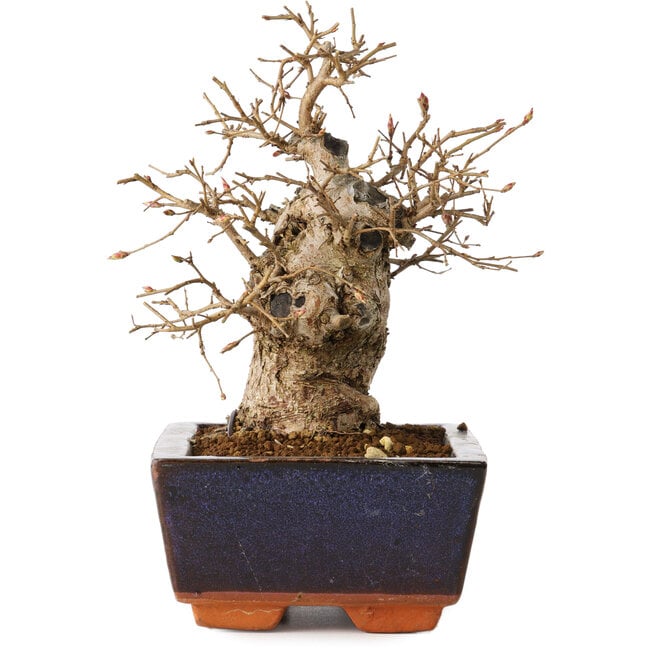 Carpinus coreana, 16 cm, ± 20 Jahre alt
