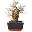 Carpinus coreana, 16 cm, ± 20 jaar oud