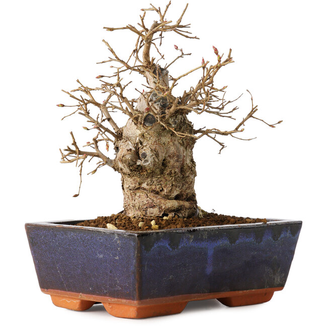 Carpinus coreana, 16 cm, ± 20 años