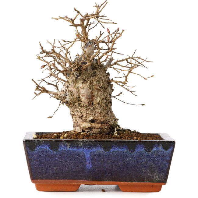 Carpinus coreana, 16 cm, ± 20 years old