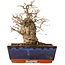 Carpinus coreana, 16 cm, ± 20 jaar oud