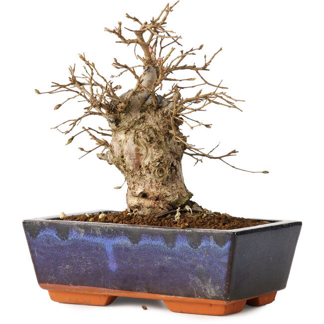Carpinus coreana, 16 cm, ± 20 jaar oud