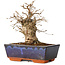 Carpinus coreana, 16 cm, ± 20 ans