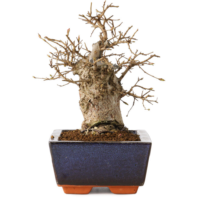 Carpinus coreana, 16 cm, ± 20 anni