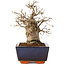 Carpinus coreana, 16 cm, ± 20 jaar oud