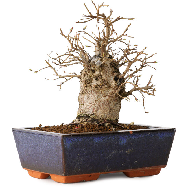 Carpinus coreana, 16 cm, ± 20 Jahre alt