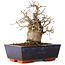 Carpinus coreana, 16 cm, ± 20 jaar oud