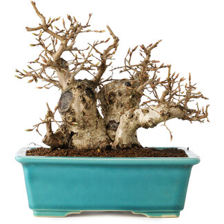 Carpinus coreana, 17 cm, ± 20 jaar oud