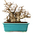 Carpinus coreana, 17 cm, ± 20 jaar oud