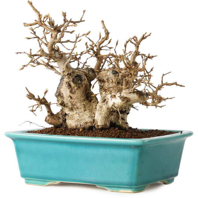 Carpinus coreana, 17 cm, ± 20 jaar oud