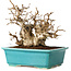 Carpinus coreana, 17 cm, ± 20 jaar oud