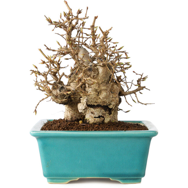 Carpinus coreana, 17 cm, ± 20 jaar oud