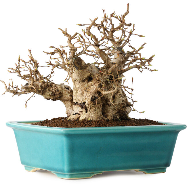 Carpinus coreana, 17 cm, ± 20 años