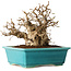 Carpinus coreana, 17 cm, ± 20 jaar oud