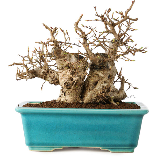 Carpinus coreana, 17 cm, ± 20 jaar oud