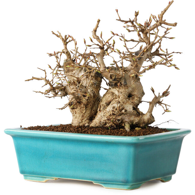 Carpinus coreana, 17 cm, ± 20 años