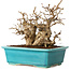 Carpinus coreana, 17 cm, ± 20 jaar oud