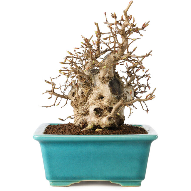 Carpinus coreana, 17 cm, ± 20 jaar oud