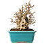 Carpinus coreana, 17 cm, ± 20 Jahre alt