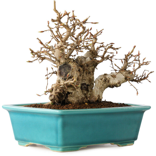 Carpinus coreana, 17 cm, ± 20 anni