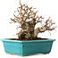 Carpinus coreana, 17 cm, ± 20 jaar oud