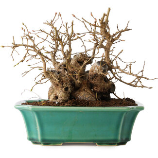 Carpinus coreana, 17 cm, ± 20 jaar oud