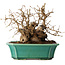 Carpinus coreana, 17 cm, ± 20 Jahre alt