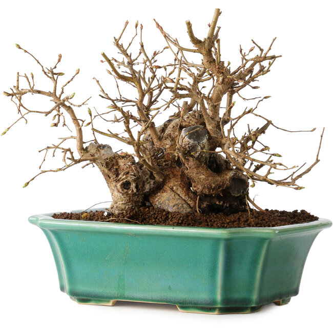 Carpinus coreana, 17 cm, ± 20 anni