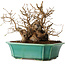 Carpinus coreana, 17 cm, ± 20 jaar oud