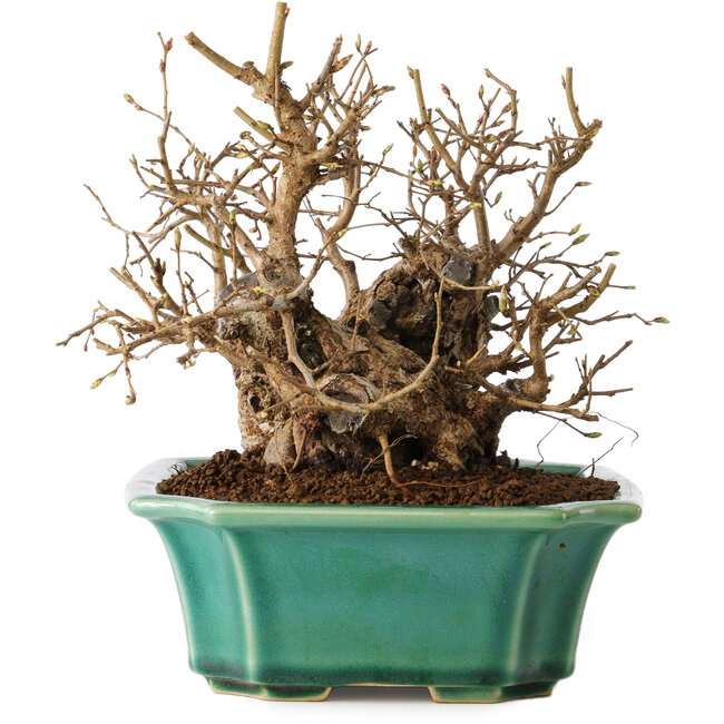 Carpinus coreana, 17 cm, ± 20 Jahre alt