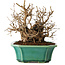 Carpinus coreana, 17 cm, ± 20 jaar oud