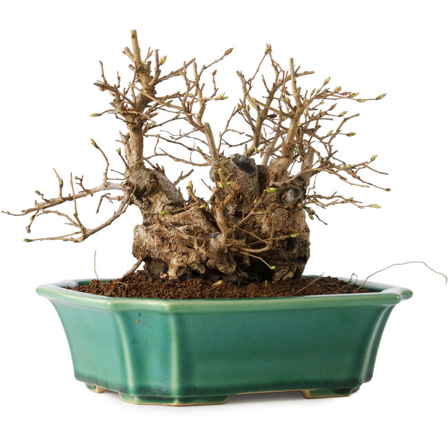 Carpinus coreana, 17 cm, ± 20 Jahre alt