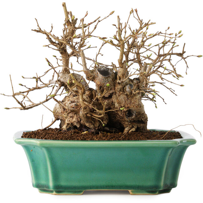 Carpinus coreana, 17 cm, ± 20 Jahre alt