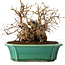 Carpinus coreana, 17 cm, ± 20 jaar oud