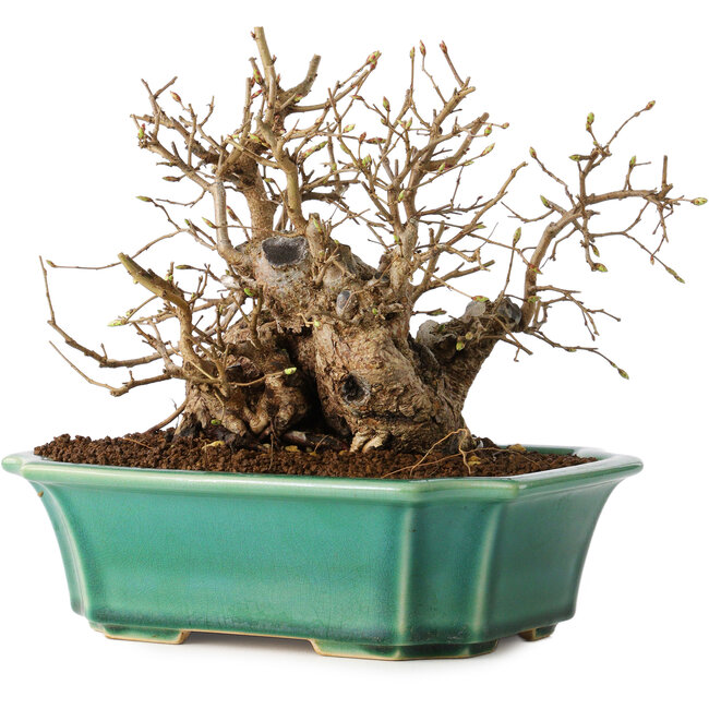 Carpinus coreana, 17 cm, ± 20 jaar oud