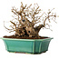 Carpinus coreana, 17 cm, ± 20 jaar oud
