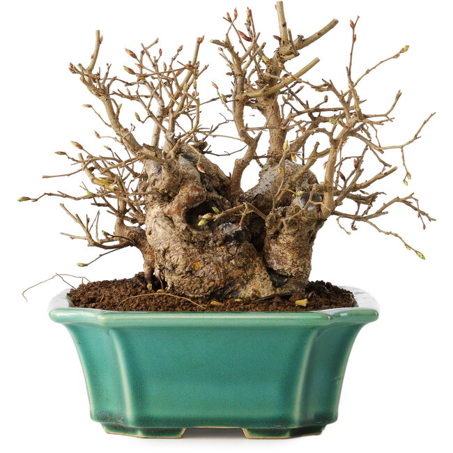 Carpinus coreana, 17 cm, ± 20 ans