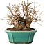 Carpinus coreana, 17 cm, ± 20 jaar oud