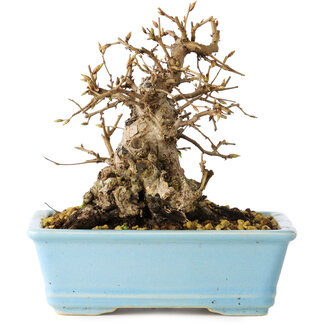 Carpinus coreana, 16 cm, ± 20 jaar oud