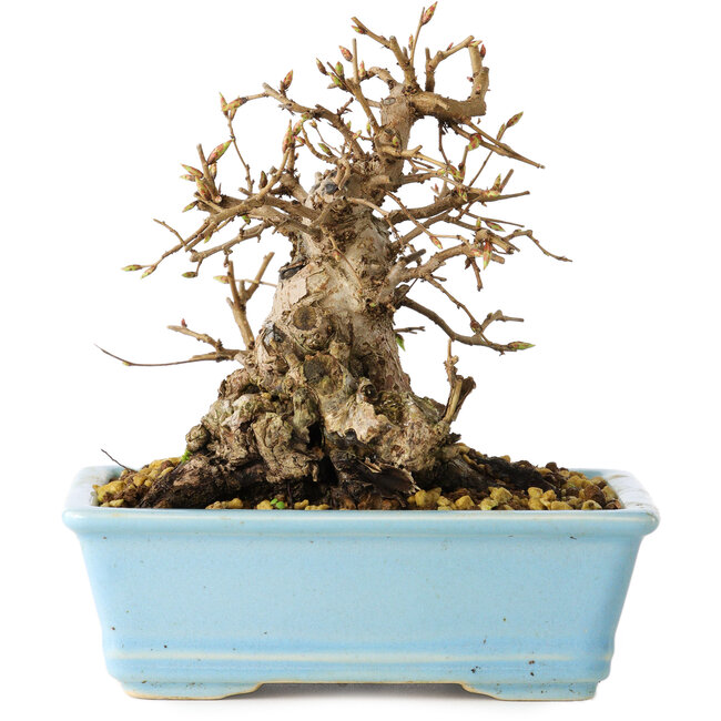 Carpinus coreana, 16 cm, ± 20 Jahre alt