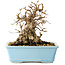 Carpinus coreana, 16 cm, ± 20 jaar oud